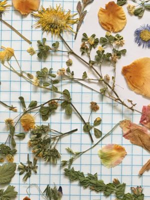 Dried flowers and leaves